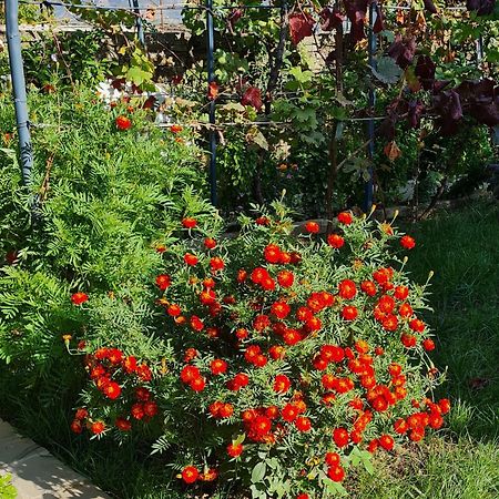 Garden Guest House Përmet Kültér fotó
